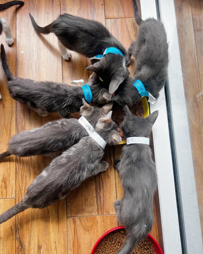 Browse available cats and kittens