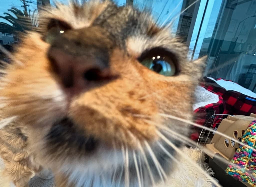 Meet cats at The Cat Lounge