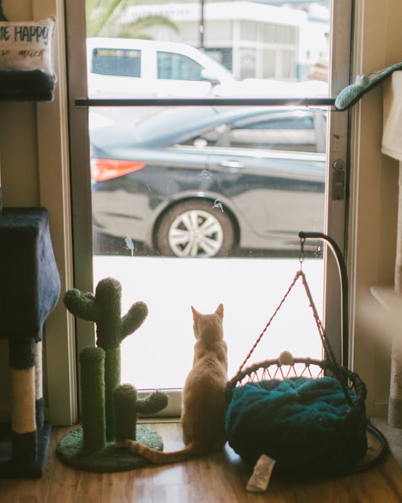 Bring your new cat home
