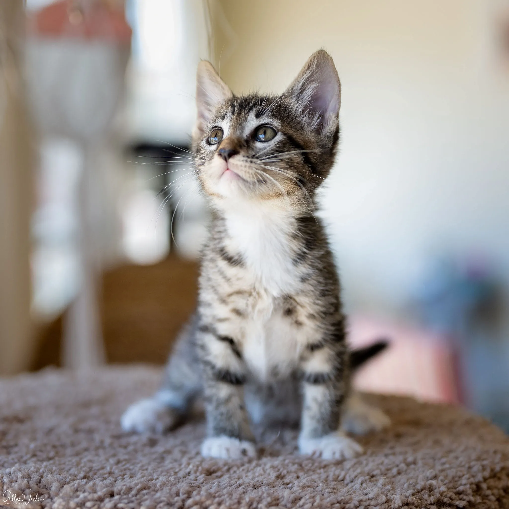 A rescued kitten at the Cat Lounge in La Jolla