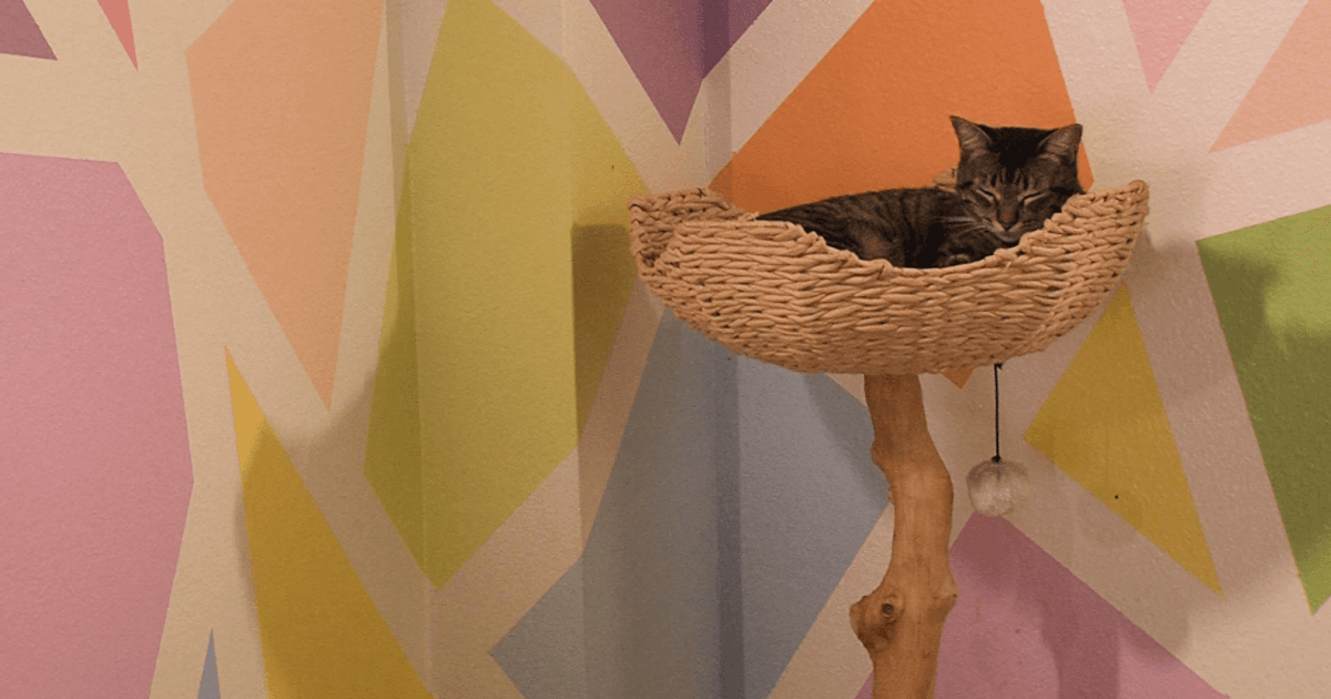The Cat Lounge Offers Healing for Fire Victims