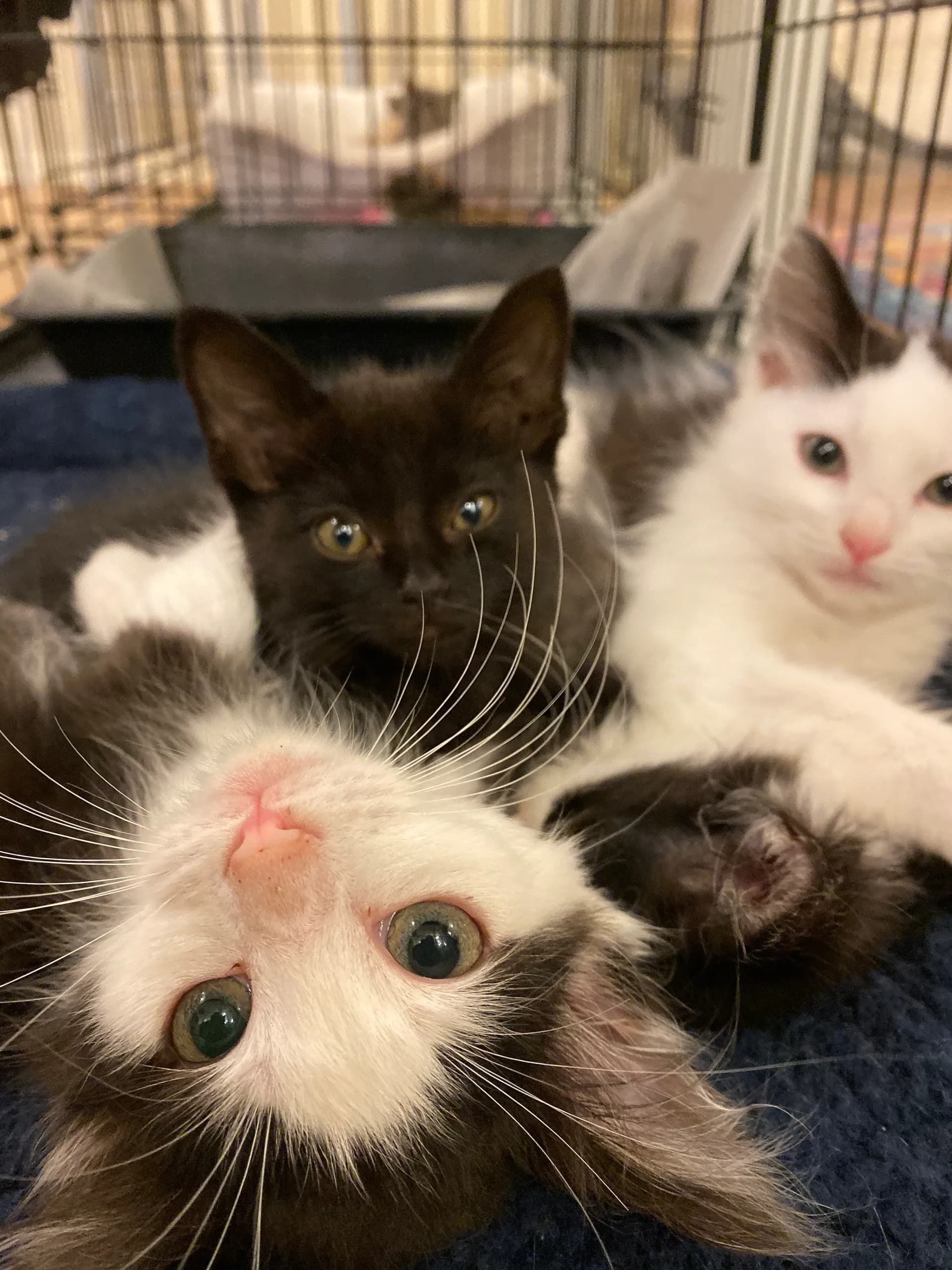 A rescued cat finding safety at the Cat Lounge