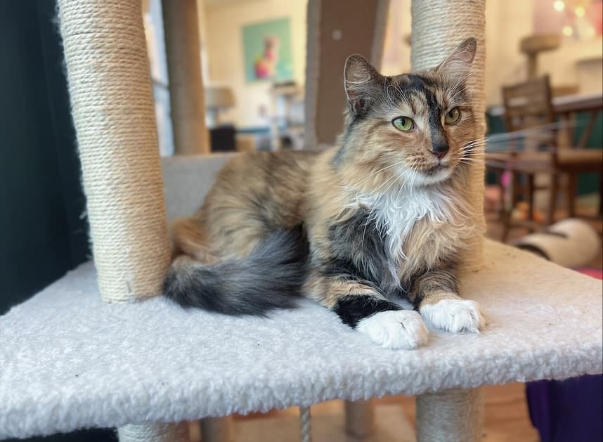 A calico cat resting on a cat tree at The Cat Lounge